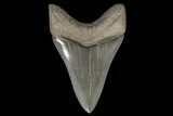 Serrated, Fossil Megalodon Tooth - Beautiful, Lower #78196-2